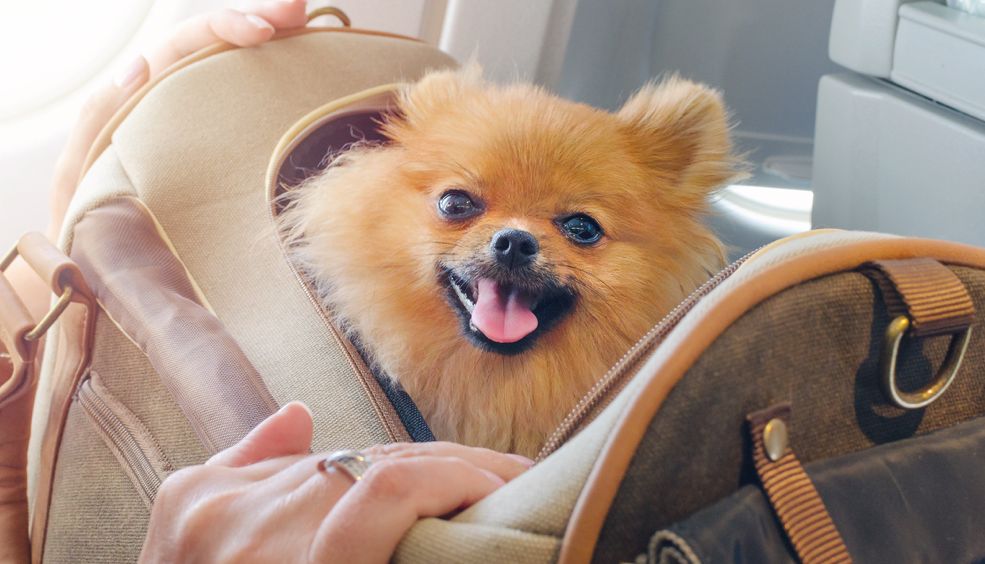 How to fly with pets explained as 