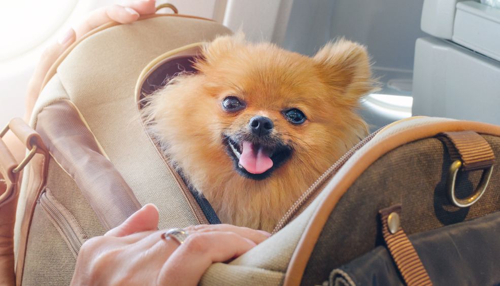 Flying with a store dog