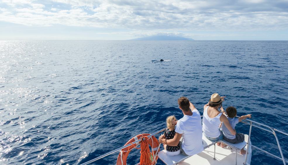 In search of cetaceans: whale watching in Tenerife
